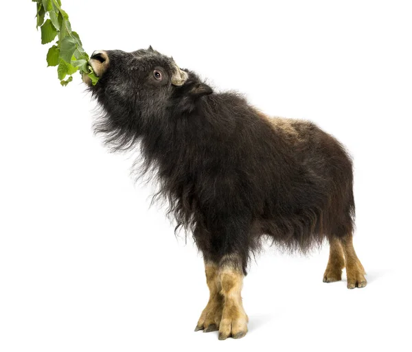 Muskox jovem comendo folhagem de um ramo, Ovibos moschatus, 1 y — Fotografia de Stock