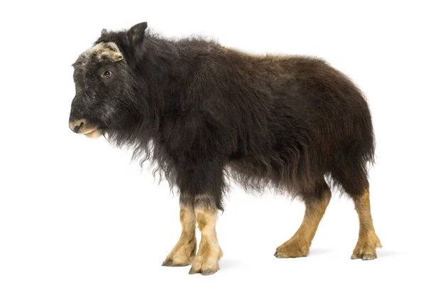 Vista lateral de um jovem Muskox de pé, Ovibos moschatus, isolado — Fotografia de Stock