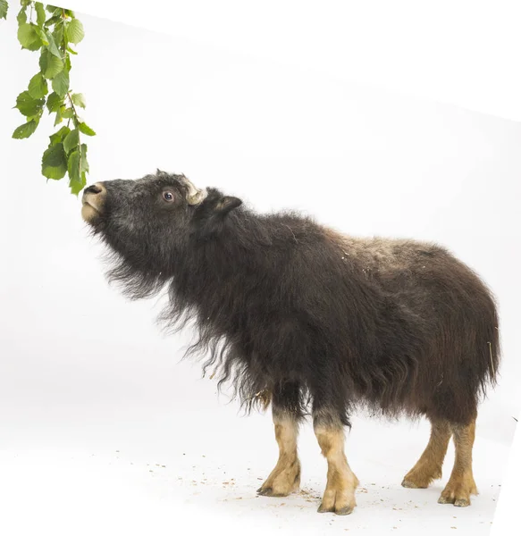 Mladý Muskox Ovibos Moschatus Izolovaný Bílém — Stock fotografie