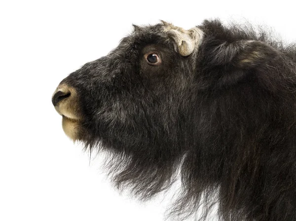 Detailní záběr profilu Young Muskox, Ovibos moschatus, 1 rok — Stock fotografie