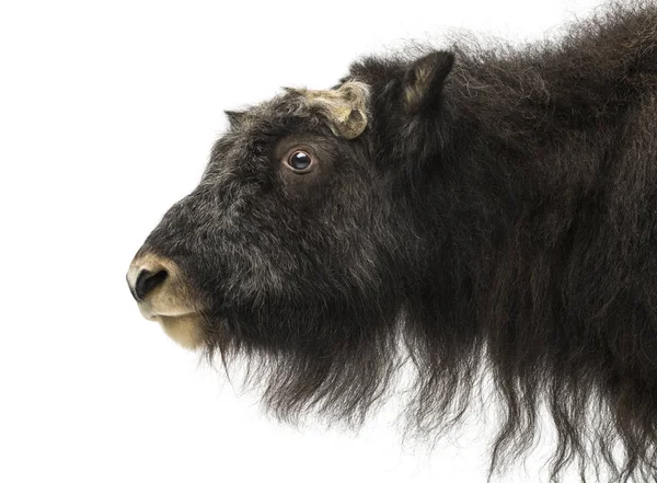 Close-up of a Young Muskox profile, Ovibos moschatus, 1 year old — Stock Photo, Image