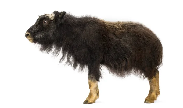 Oldalnézet egy fiatal Muskox álló, Ovibos moschatus, elszigetelt — Stock Fotó