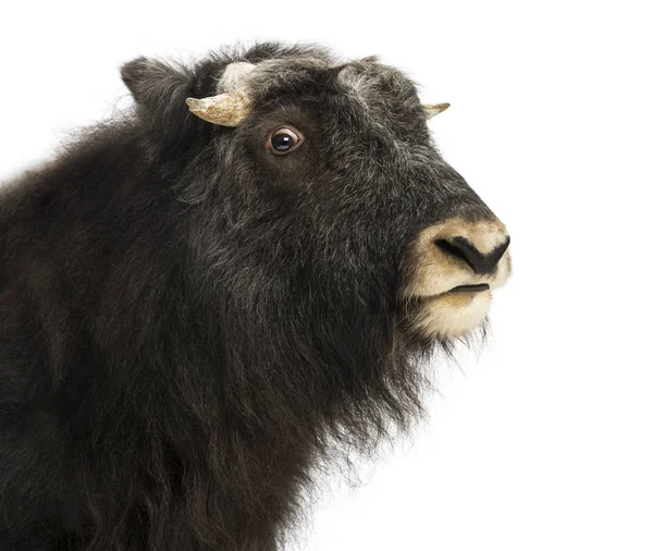 Nahaufnahme eines jungen Muskox-Profils, Ovibos moschatus, 1 Jahr alt — Stockfoto