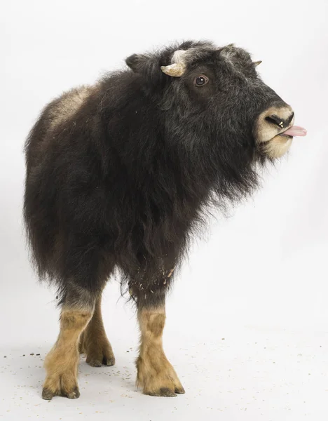 Genç Muskox Ovibos Moschatus Beyaz Üzerine Izole Edilmiş — Stok fotoğraf