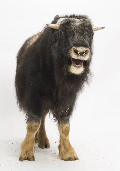 Jonge Muskox Ovibos Moschatus Geïsoleerd Wit — Stockfoto