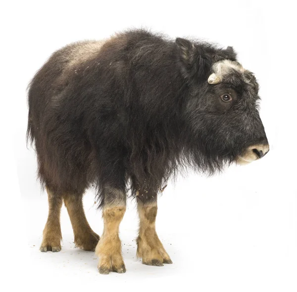 Joven Muskox Ovibos Moschatus Aislado Blanco —  Fotos de Stock