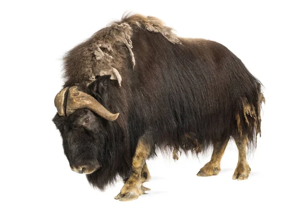 Side view of a Muskox standing, Ovibos moschatus, 9 years old, i — Stock Photo, Image