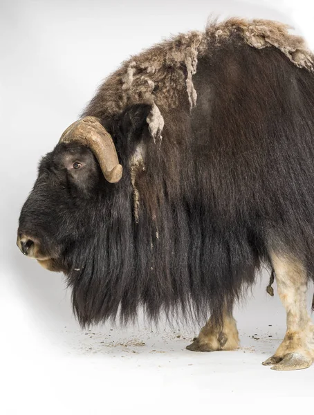 Muskox, Ovibos Moschatus, elszigetelt fehér — Stock Fotó