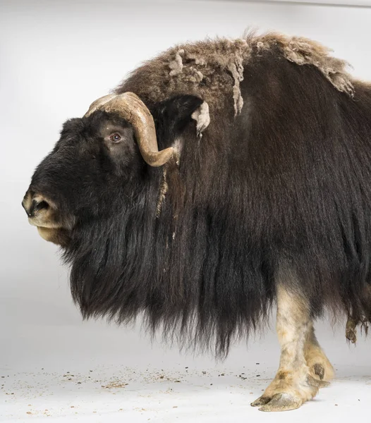 Muskox, Ovibos Moschatus,被白色隔离 — 图库照片