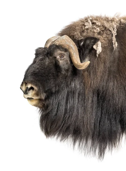 Close-up de um perfil Muskox, Ovibos moschatus, 9 anos, iso — Fotografia de Stock