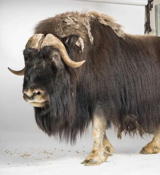 Muskox, Ovibos Moschatus,被白色隔离 — 图库照片