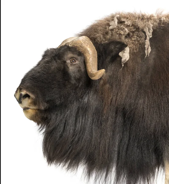 Close-up of a Muskox profile, Ovibos moschatus, 9 years old, iso — Stock Photo, Image