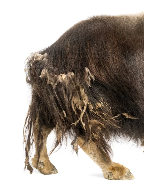 Bir Muskox 'un arka bacaklarının yakın çekimi, Ovibos Moschatus, 9 yaşında., — Stok fotoğraf