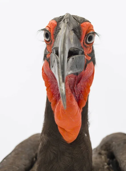 Southern Ground Hornbill Bucorvus Leadbeateri Izolovaný Bílém — Stock fotografie