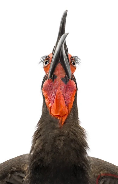 Close-up of a Southern Ground Hornbill's throat, Bucorvus leadbe — Stock Photo, Image