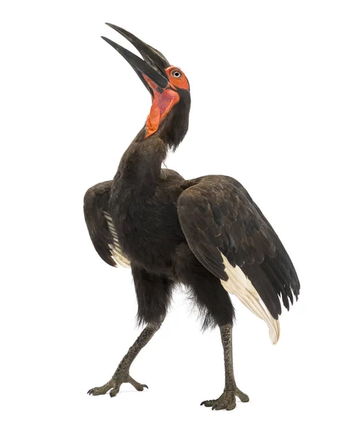 South Ground Hornbill zpívá, stojí vzpřímeně, Bucorvus lea — Stock fotografie