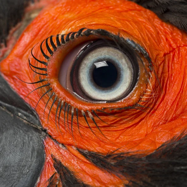 Zbliżenie oka południowego rogatego, Bucorvus leadbeate — Zdjęcie stockowe