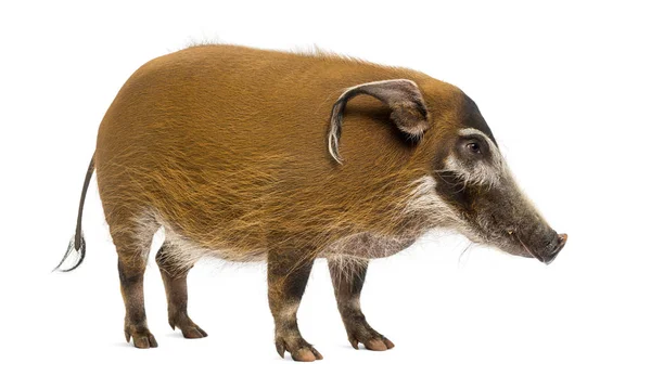 Vista lateral de un cerdo Bush de pie, Potamochoerus porcus, aislado — Foto de Stock