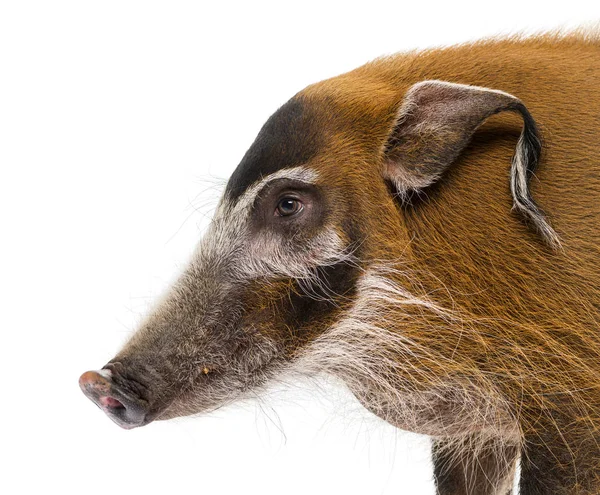 Close-up of a Bush pig profile, isolated on white — Stock Photo, Image
