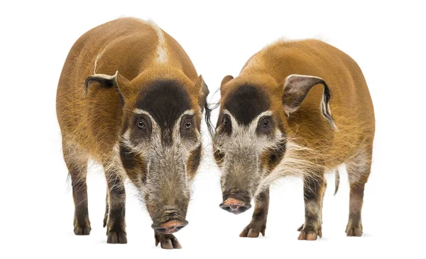 Vista frontal de dos cerdos Bush de pie, Potamochoerus porcus, iso — Foto de Stock