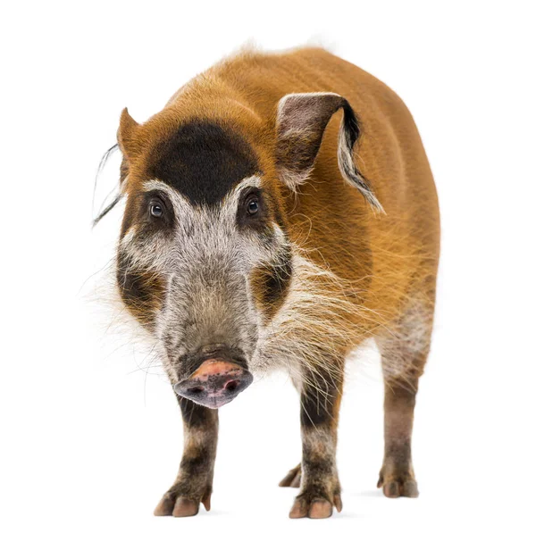 Front view of a Bush pig standing, Potamochoerus porcus, isolate — Stock Photo, Image