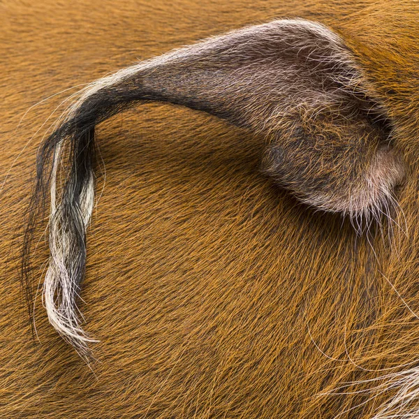 Macro di un orecchio di maiale Bush, Potamochoerus porcus, isolato su whi — Foto Stock