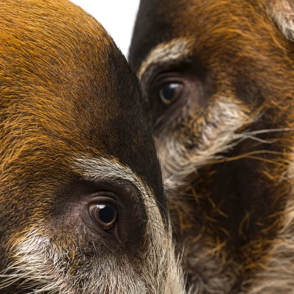 Close-up de duas cabeças de porcos Bush, Potamochoerus porcus — Fotografia de Stock