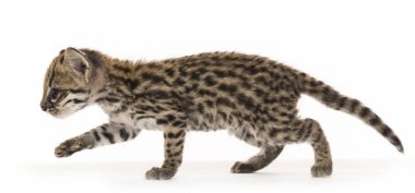 Oncilla, Leopardus tigrinus, 5 haftalık, beyaz tenli.