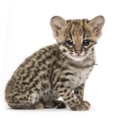 Oncilla, Leopardus tigrinus, 5 haftalık, beyaz tenli.