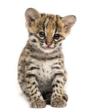 Önde oturan bir Oncilla, kameraya bakıyor, Leopar
