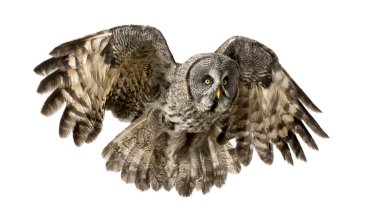 Büyük Gri Baykuş uçuyor, Strix bulutsusu, beyaz üzerinde izole.