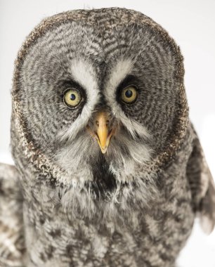 Büyük Gri Baykuş, Strix bulutsusu, beyaz üzerine izole edilmiş