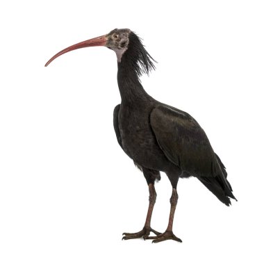 Kuzey Kel Ibis, Geronticus eremita, nerede izole edilmiş