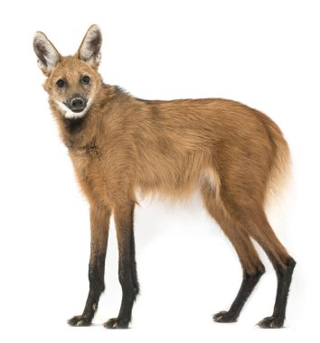 Maned Wolf, Chrysocyon brachyurus, beyaz üzerine izole edilmiş.