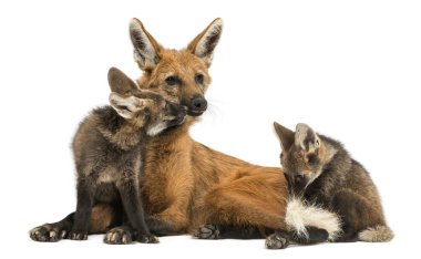 Maned Wolf mom and cubs cuddling, Chrysocyon brachyurus, isolate clipart