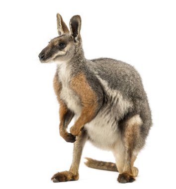 Sarı ayaklı kaya kangurusu, Petrogale xanthopus, izole