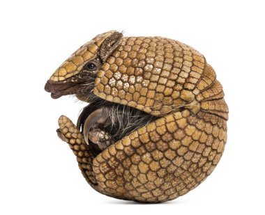  Brezilya üç bantlı armadillosu, Tolypeutes tricinctus