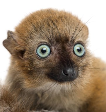 Close-up of a Baby Blue-eyed Black Lemur (3 months old) clipart
