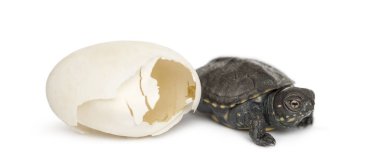 European pond turtle, Emys orbicularis, next to the egg from whi clipart