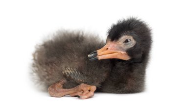 Kızıl aynalı yavru, Eudocimus Ruber, 5 gün.