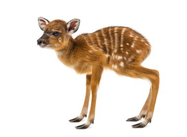 Sitatunga, Tragelaphus spekii gratus, 1 gün