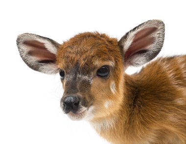 Sitatunga, Tragelaphus spekii gratus, 1 gün