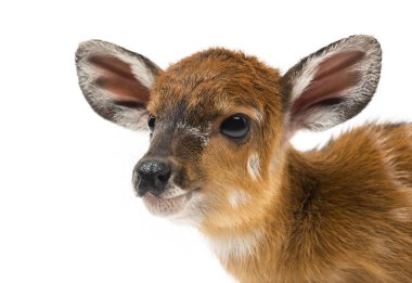 Sitatunga, Tragelaphus spekii gratus, 1 gün