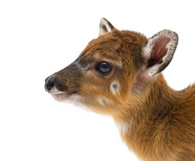 Sitatunga, Tragelaphus spekii gratus, 1 gün