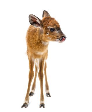 Sitatunga, Tragelaphus spekii gratus, 1 gün