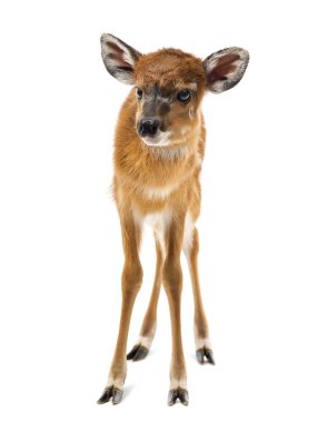 Sitatunga, Tragelaphus spekii gratus, 1 gün