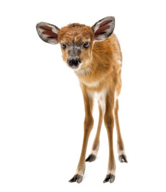 Sitatunga, Tragelaphus spekii gratus, 1 gün