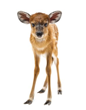 Sitatunga, Tragelaphus spekii gratus, 1 gün