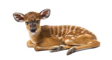 Sitatunga, Tragelaphus spekii gratus, 1 gün