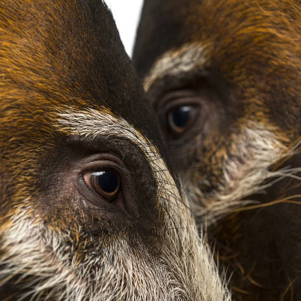 Close-up de duas cabeças de porcos Bush, Potamochoerus porcus — Fotografia de Stock